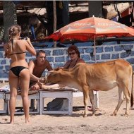 Praia com Vacas na Índia