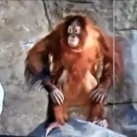 Macaco Imitando Um Homem no Jardim ZoolÃ³gico
