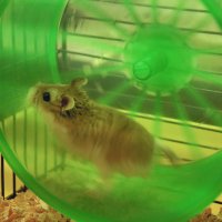 Hamsters Podem Ajudar a Resolver Crise de Energia