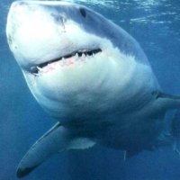 Descubra Por que o Tubarão é Um Temível Predador Tão Ágil e Eficiente em Sua Caça