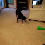 Cachorro vs Vuvuzela