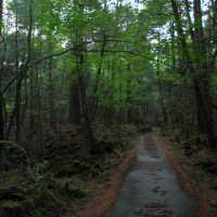 Um Pouco Mais Sobre Aokigahara, a Floresta dos Suicidas
