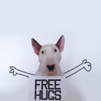 Instabull: o Instagram de um Bull Terrier