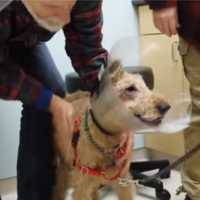 Cachorro Cego Chora ao Ver a Familia Pela Primeira Vez