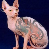 Gatos Tatuados Viram Moda na Rússia
