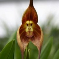 Maravilhosa Orquídea Com Rosto de Macaco
