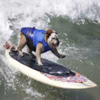 Cachorro Surfista Tillman Morre aos 10 Anos nos EUA