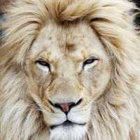 Leão Branco Africano de Cinco Anos Fotografado no Zoológico