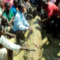 Homem Derrota Crocodilo que Engoliu Sua Mulher Grávida
