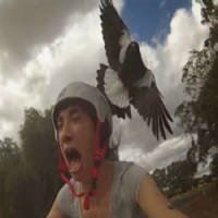 Ciclista Fica Apavorada ao Ser Atacada Por Pássaro em Estrada