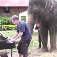 Tocando Piano com Elefantes: Suas Reações São Incríveis