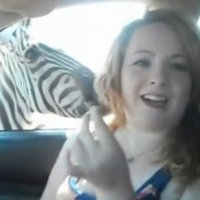 Mulher Leva Susto ao Ser Atacada Por Uma Zebra
