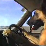 Video Mostra um Cachorro Dirigindo um Carro