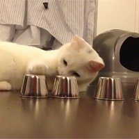 Um Gato Que Combina InteligÃªncia e Fofura Ao Mesmo Tempo