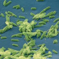 Você Poderia Viver Sem Bactérias no Corpo?