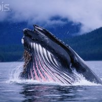 Direitos de Baleias e Golfinhos São Reconhecidos nos Estados Unidos