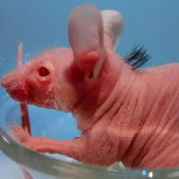 Cientistas Fzem Nascer Cabelo Humano em Camundongo