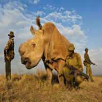 Rinocerontes, na Mira da Máfia e do Terror